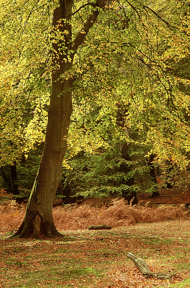 Autumn New Forest Gold, Bolderwood